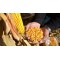 Çorbalık Mısır 1000 gr.